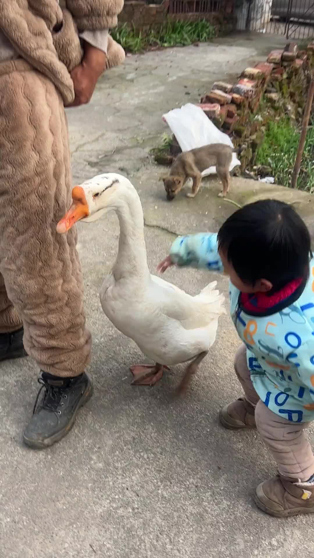 小孩子先动手 鹅反击 留下快乐的童年阴影！